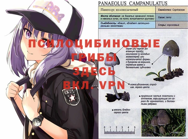 гидра Алексин